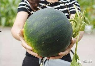 吃瓜群是干嘛的,网络社交新趋势的诞生与影响